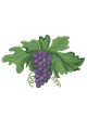 Дизайн машинної вишивки, Виноград