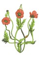 Program for machine embroidery, Coat of Arms of Ukraine with poppies