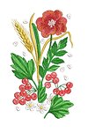 Дизайн машинной вышивки Цветы полоска из цветов ягод и колосьев (1 рапорт)
